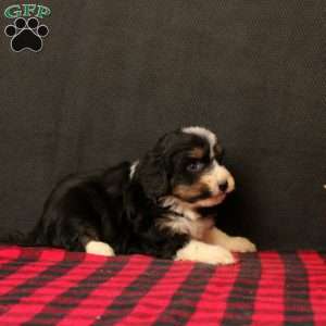 Octavia, Mini Bernedoodle Puppy